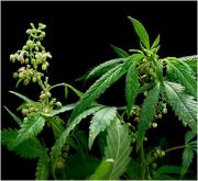 Cannabis sativa L